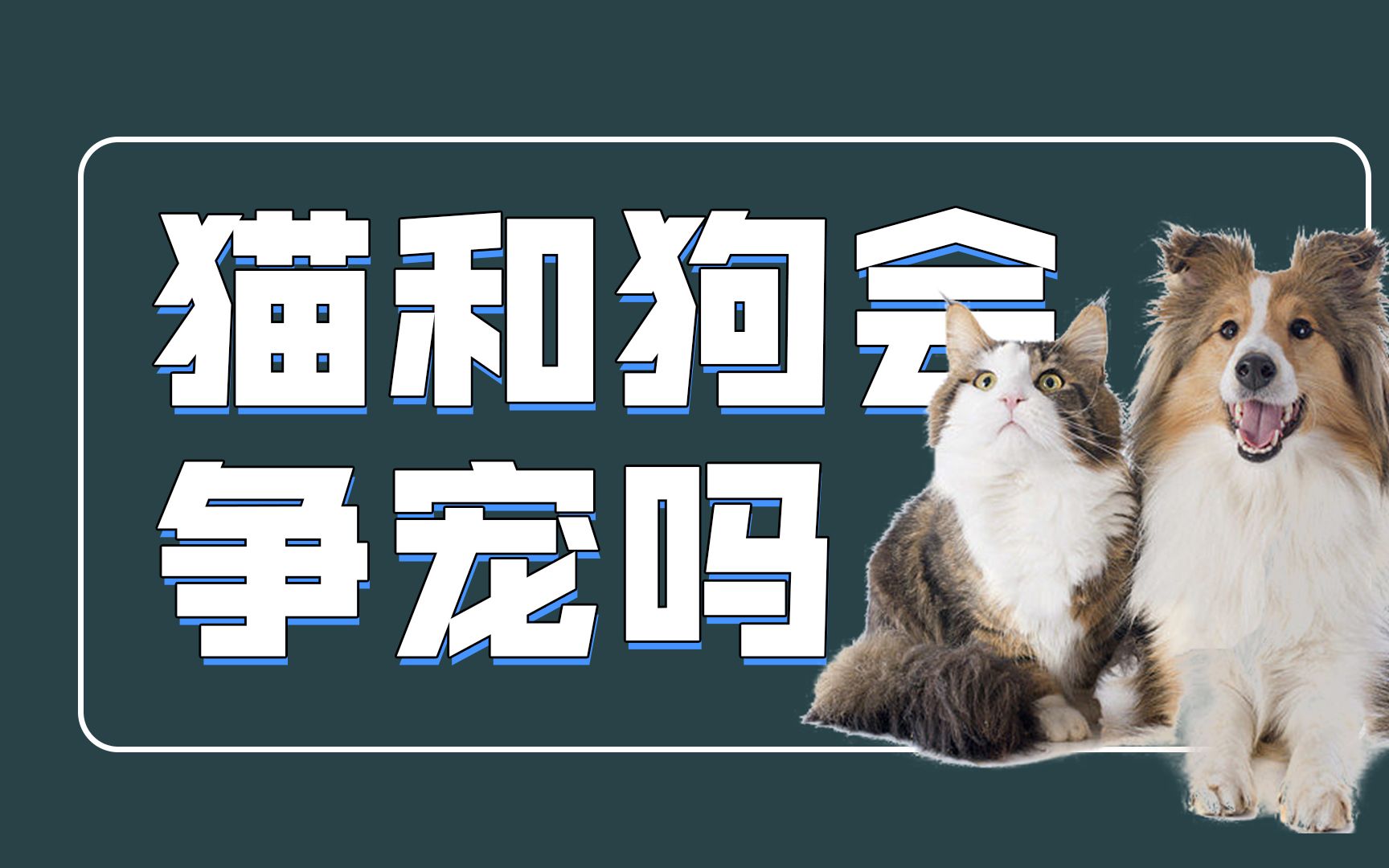 [图]猫和狗之间和平吗？你家猫和狗会争宠吗？