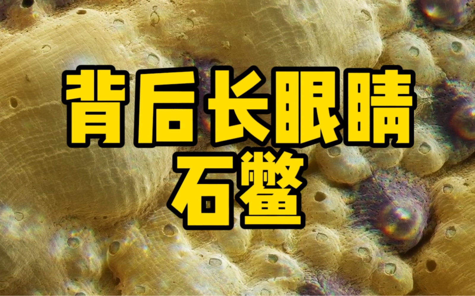 这个背后长满眼睛的生物是什么?哔哩哔哩bilibili