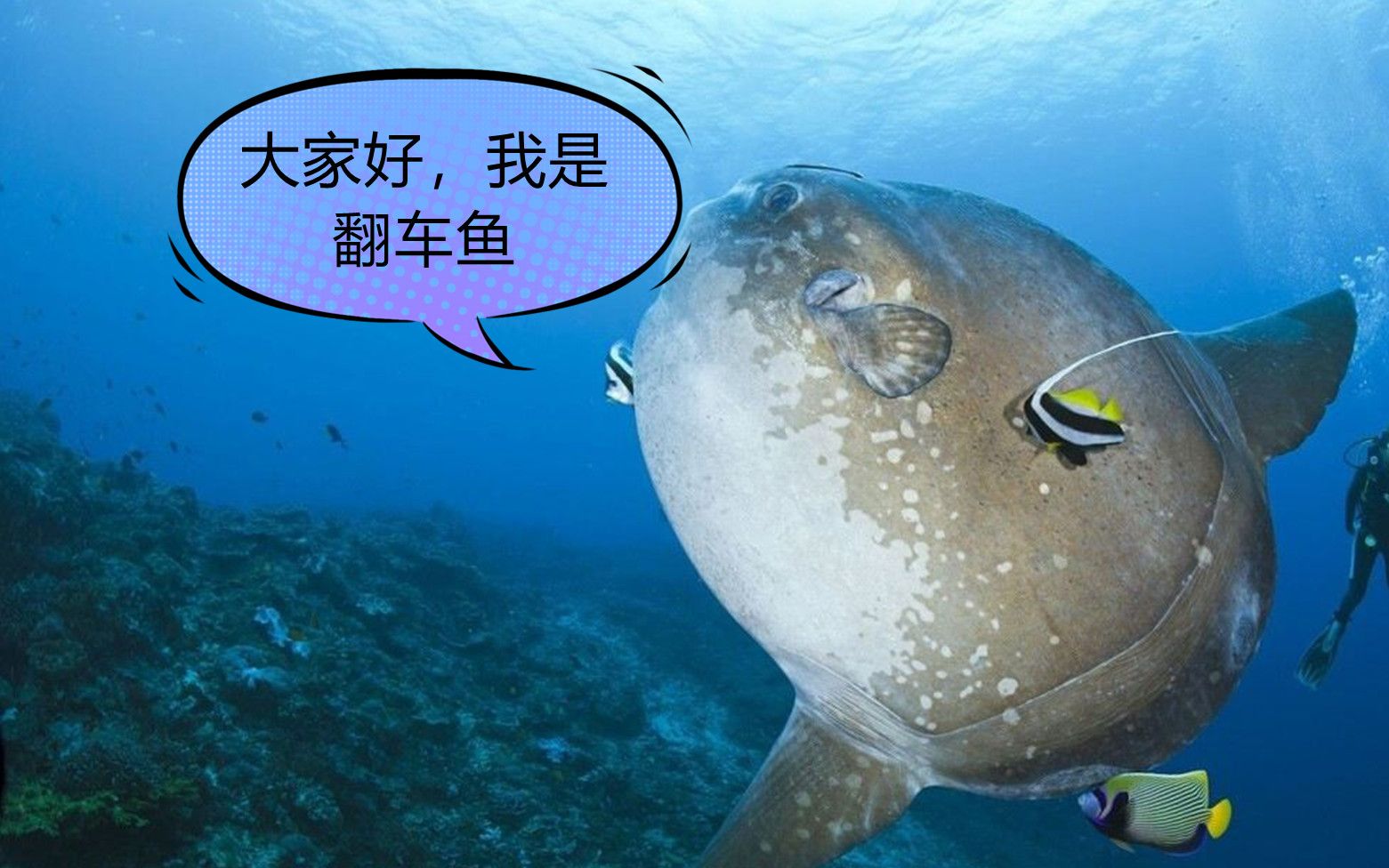 你见过如此蠢萌的鱼吗它居然没有把自己玩灭绝