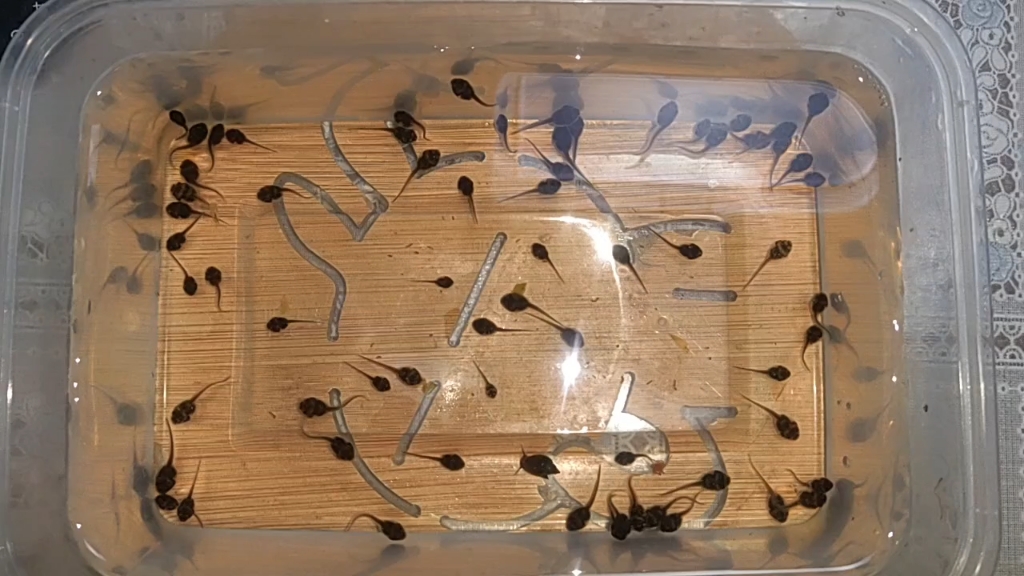 这是青蛙蝌蚪还是蟾蜍蝌蚪?怎么鉴别?