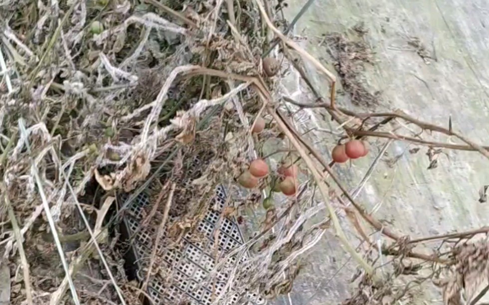 红蜘蛛太厉害了,繁殖速度也超快,两周的时间全面爆发,番茄都被咬死,因为吃果期,就没打药哔哩哔哩bilibili