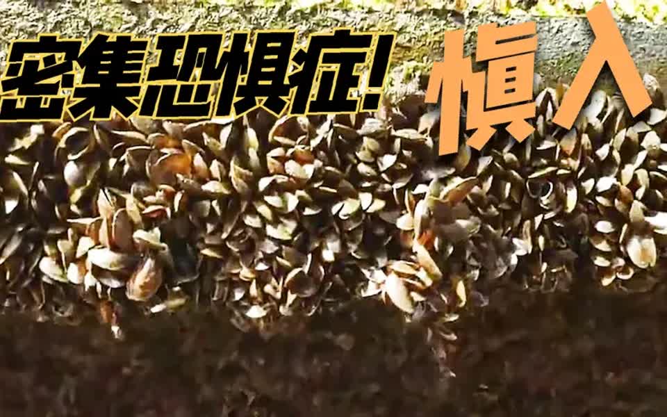 国外小哥清理藤壶,密集恐惧症慎入.