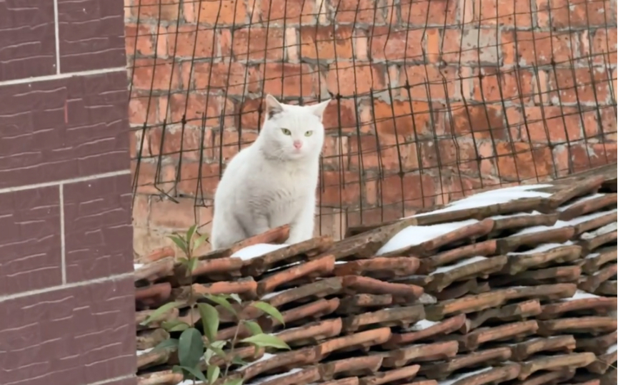 铲屎官请注意!7615雪地里蹦跶的猫主子来啦 可爱不?