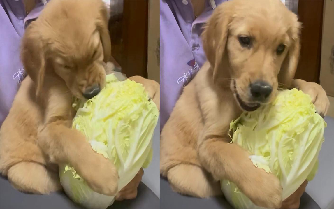 狗啃菜表情包图片