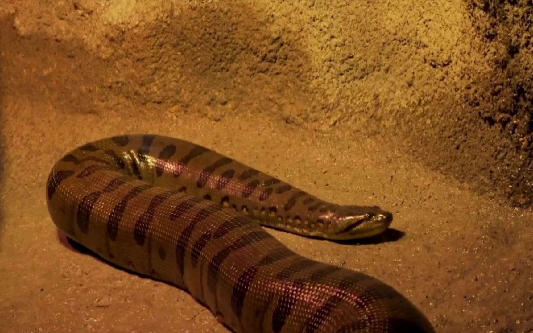 奥登塞动物园的胖女孩—6岁4.5m70kg的绿水蚺