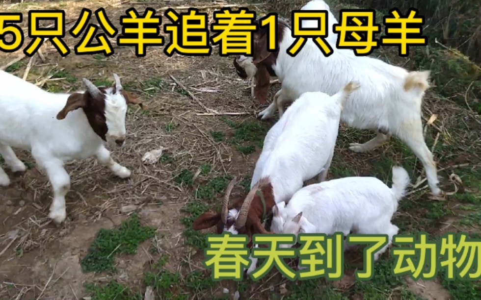 天气热了公羊们也开始狂躁起来,5只公羊追着母羊在山顶不愿回圈