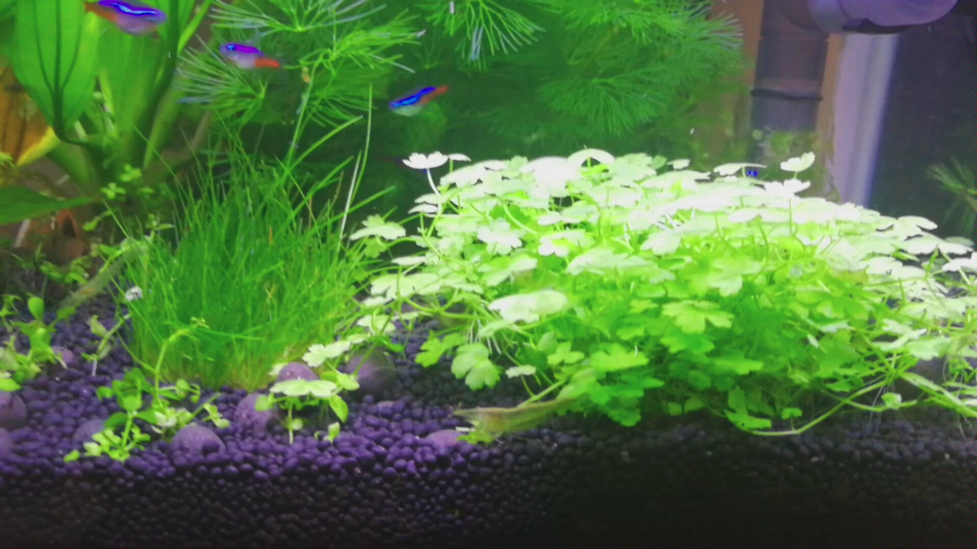 闲置草金缸养水草没造景随便种着玩