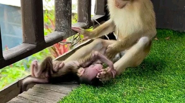 大師兄欺負小猴子寶寶