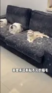 Download Video: 猫咪掉毛季又来了，家里有这个再也不怕了！看到最后有彩蛋……