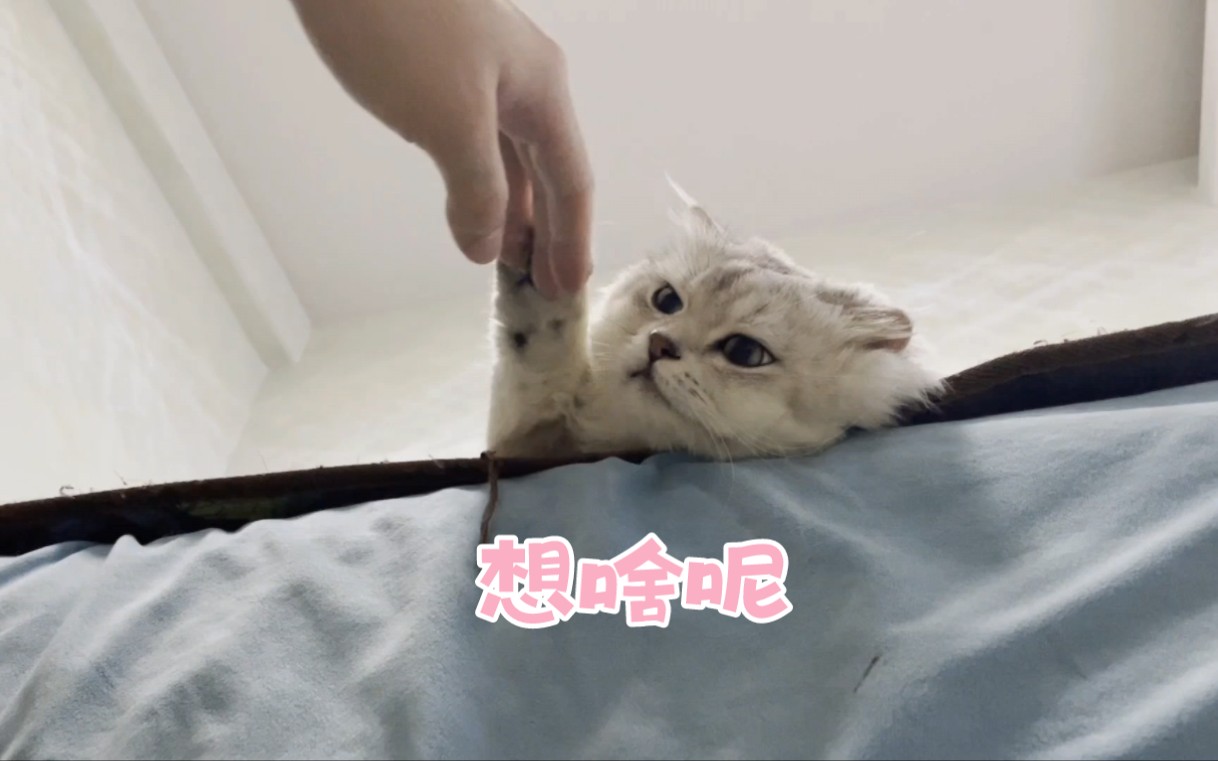 [图]小小的猫猫大大的脑袋，都有哪些奇思妙想呢