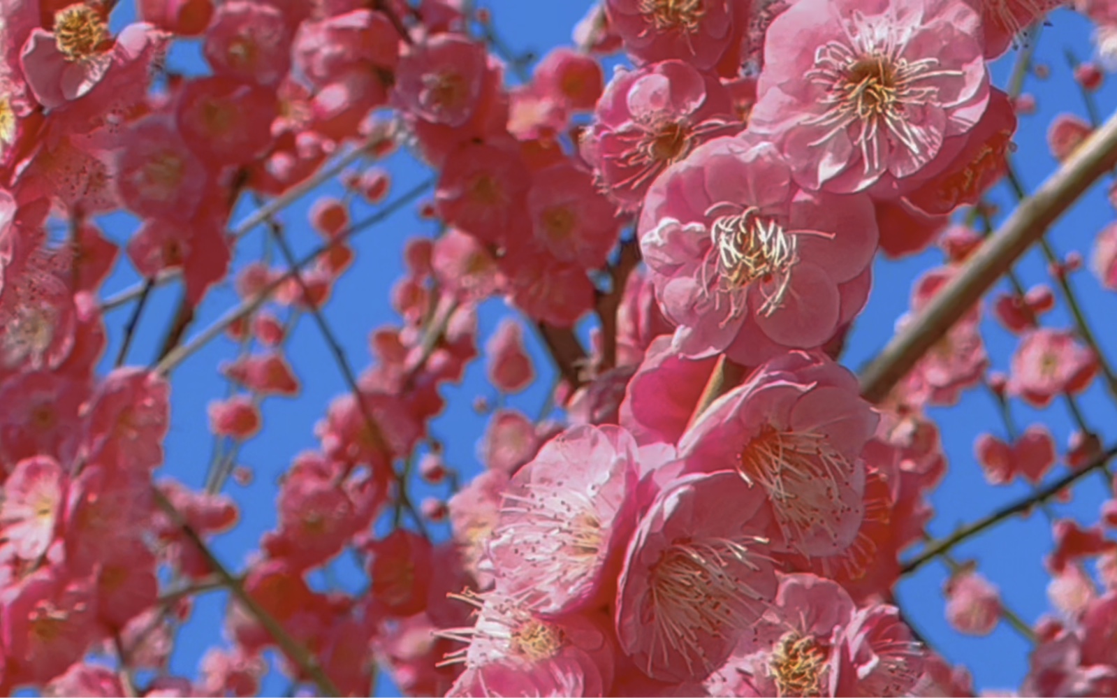 宁波绿岛公园大片梅花盛开,等你来!美的爹来,眼泪一滴一滴的流!