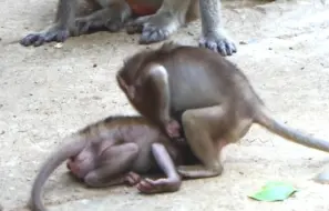 Descargar video: 猴子作死的各种瞬间，不料被男子一脚踢翻，称太解气了