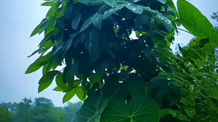 [图]一念秋风起 一念秋雨落 一念秋思长 一念秋意浓 愿这 一季清秋 #你安好 #我无恙