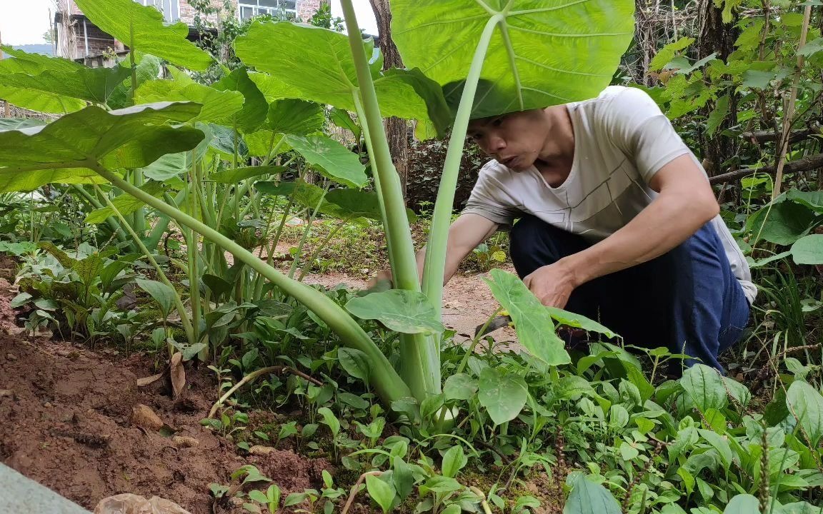 收获新鲜广菜蔬菜可生炒白芋梗哔哩哔哩bilibili