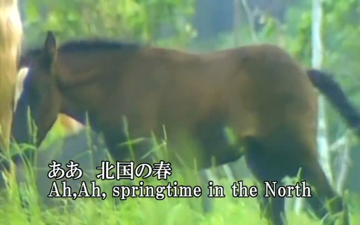 [图]北国の春(Springtime in the North) 英语翻唱 日英双语字幕