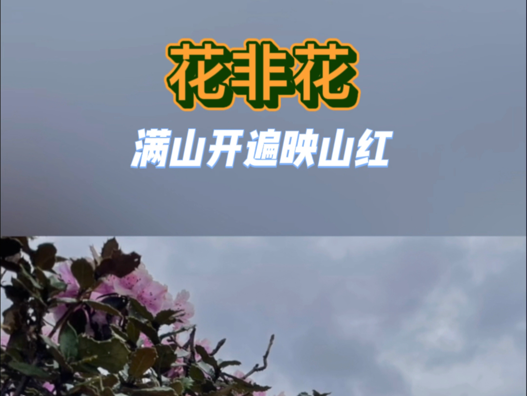 【花非花ⷮŠ雾非雾】(唐)白居易 古诗吟唱𐟎𕥓”哩哔哩bilibili