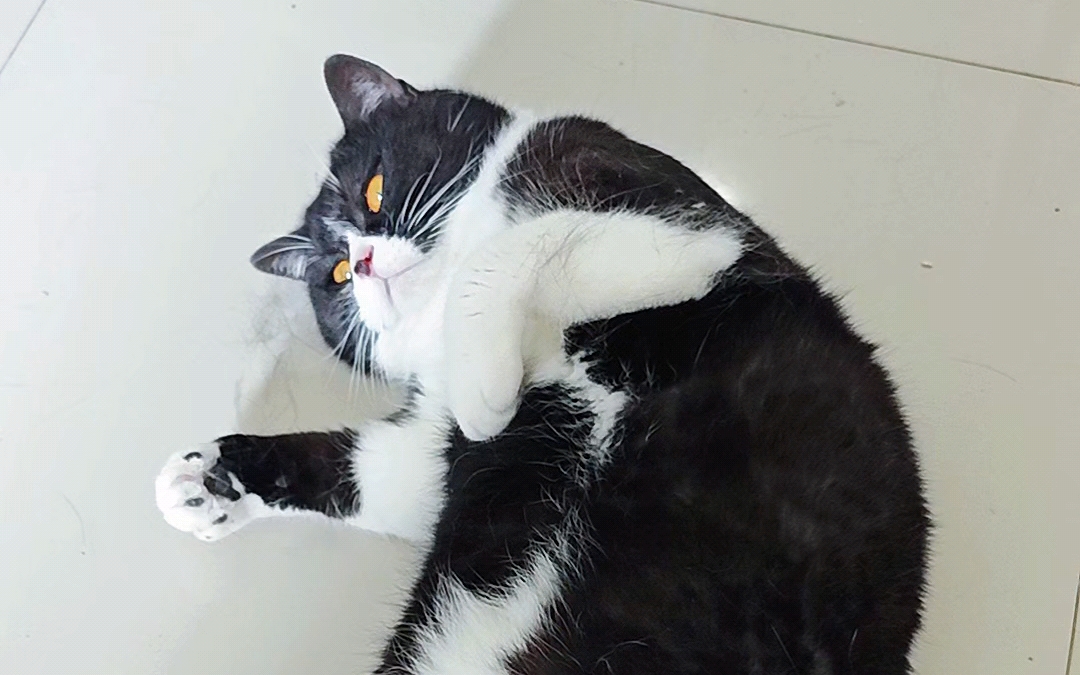 【奇萌爱】睡姿妖娆的小猫咪