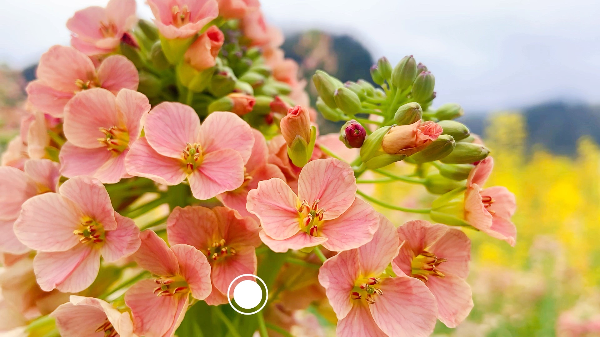 粉色的油菜花,你见过吗?