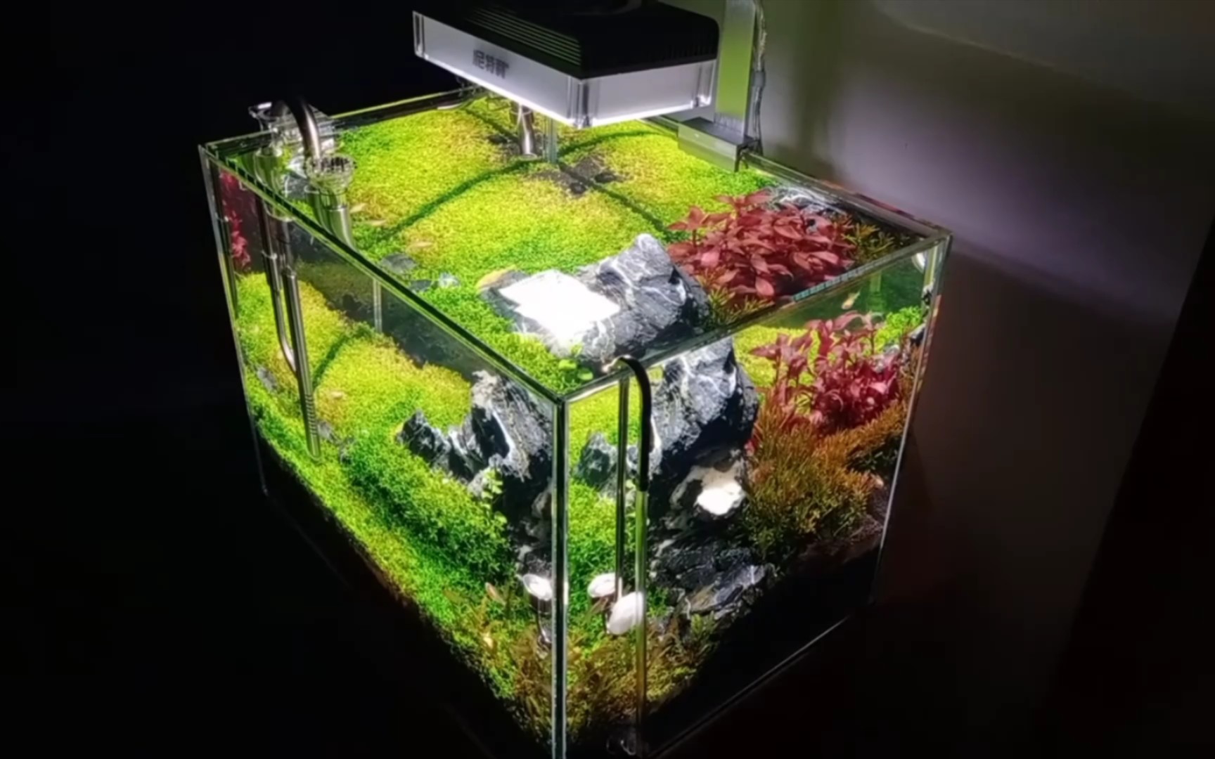 草缸下15ml戊二醛,点射日本珍珠黑毛,明天看效果