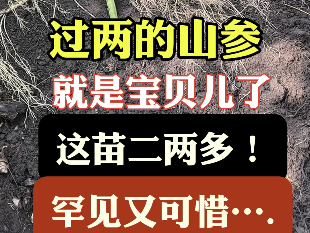 "过两山参就是宝儿" 收到这苗大山参二两多 实属罕见又可惜…#放山货 #人参 #2024新农人计划 #大自然的馈赠 #泡酒好材料哔哩哔哩bilibili