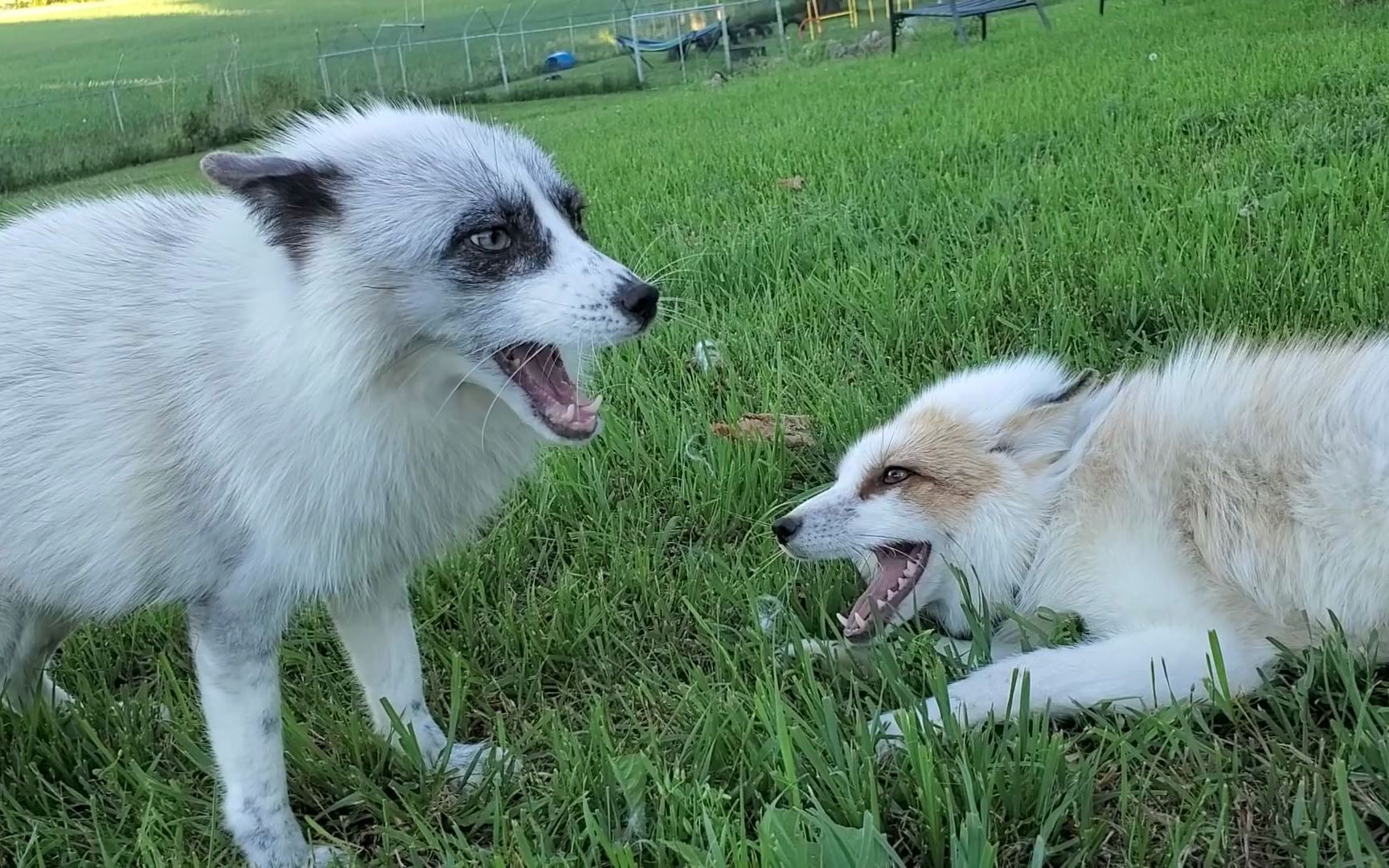 两只狐狸当着我的面吵起来了.【狐狸 saveafox】