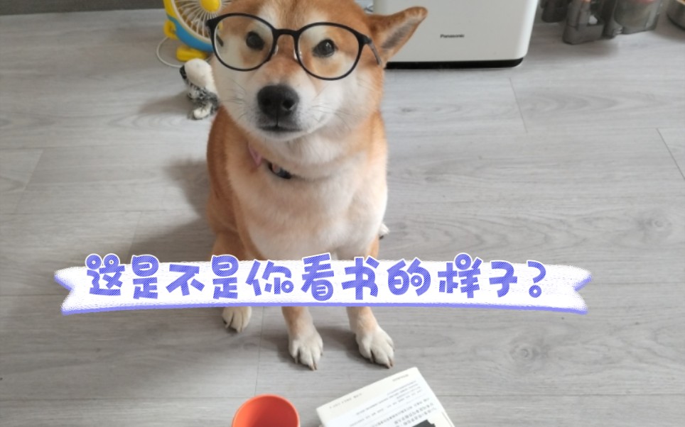 【柴犬面包】小狗狗也许也看书!就是?