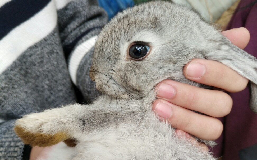 可爱兔子洗脸脸