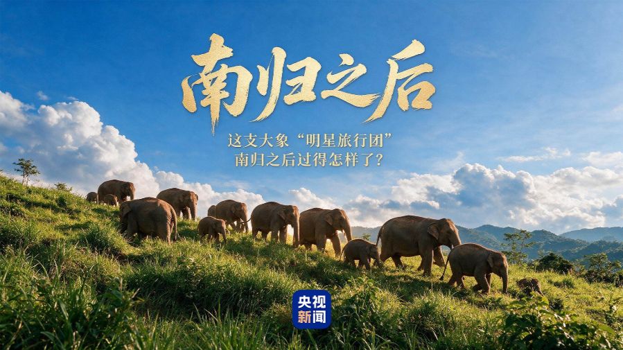 大象“明星旅行团”，南归之后怎样了？