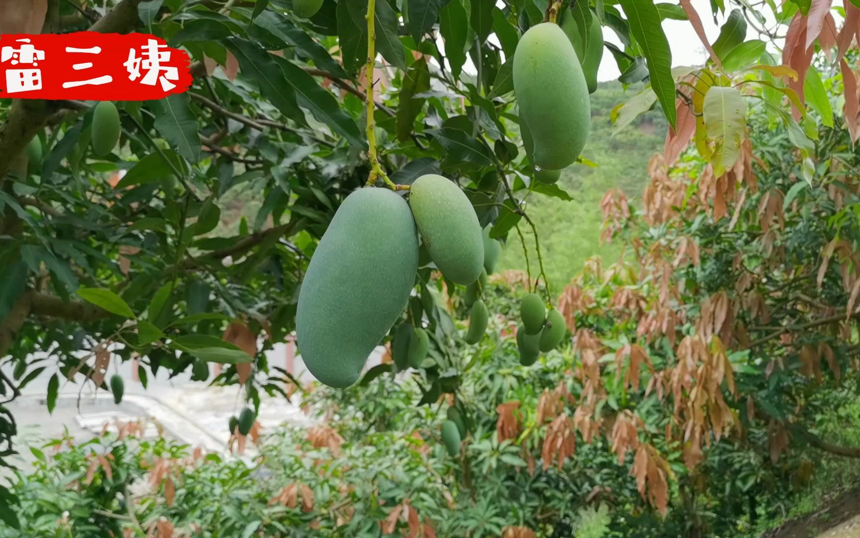 雷三姨正宗廣西百色田東桂七芒果山坡紅土種植香氣獨特味甜如蜜 買