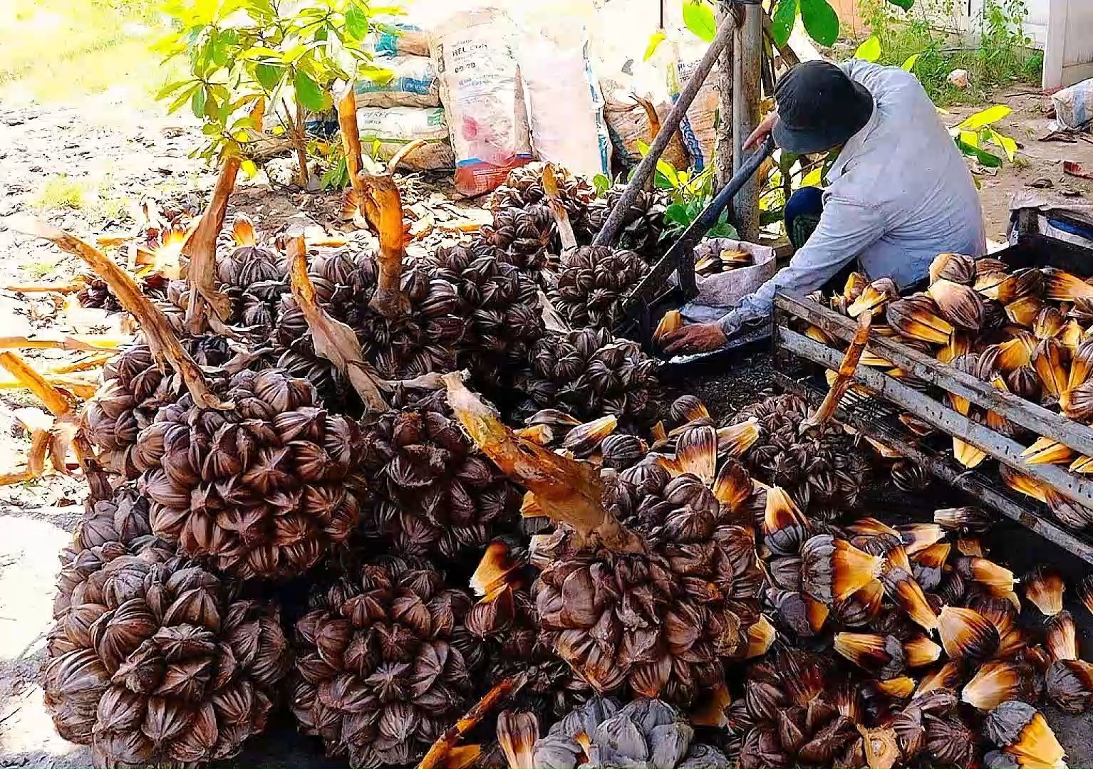 越南这种水果你知道是什么水果吗?你一定没有吃过吧,长相很独特