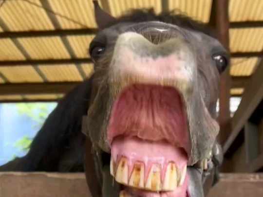 4.11】汪酱形象全无(天下唯一)