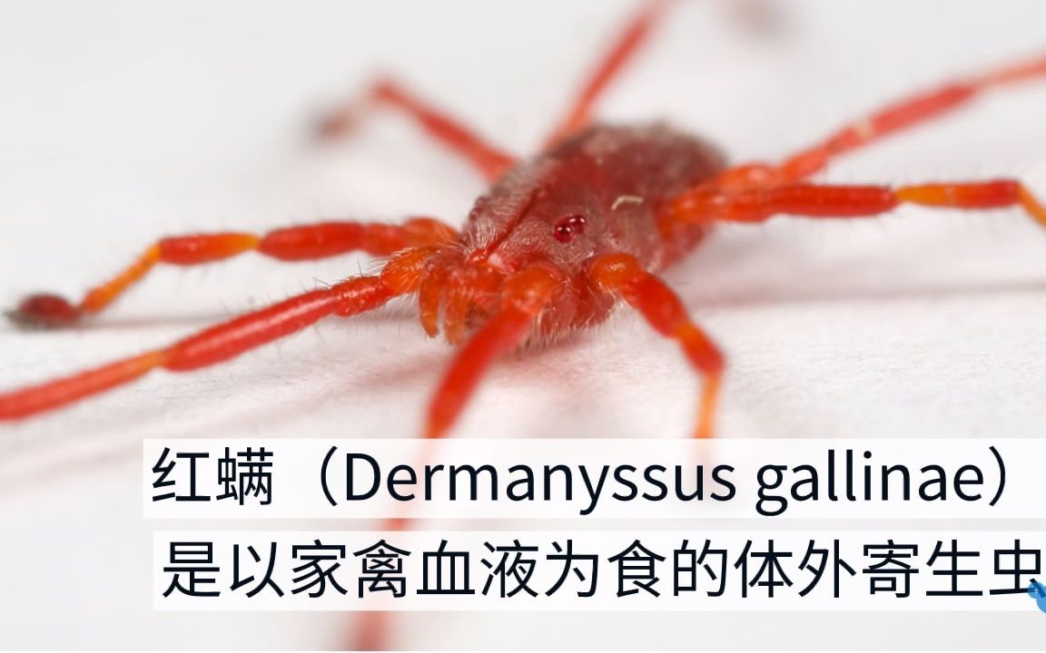 红螨如何影响养殖场