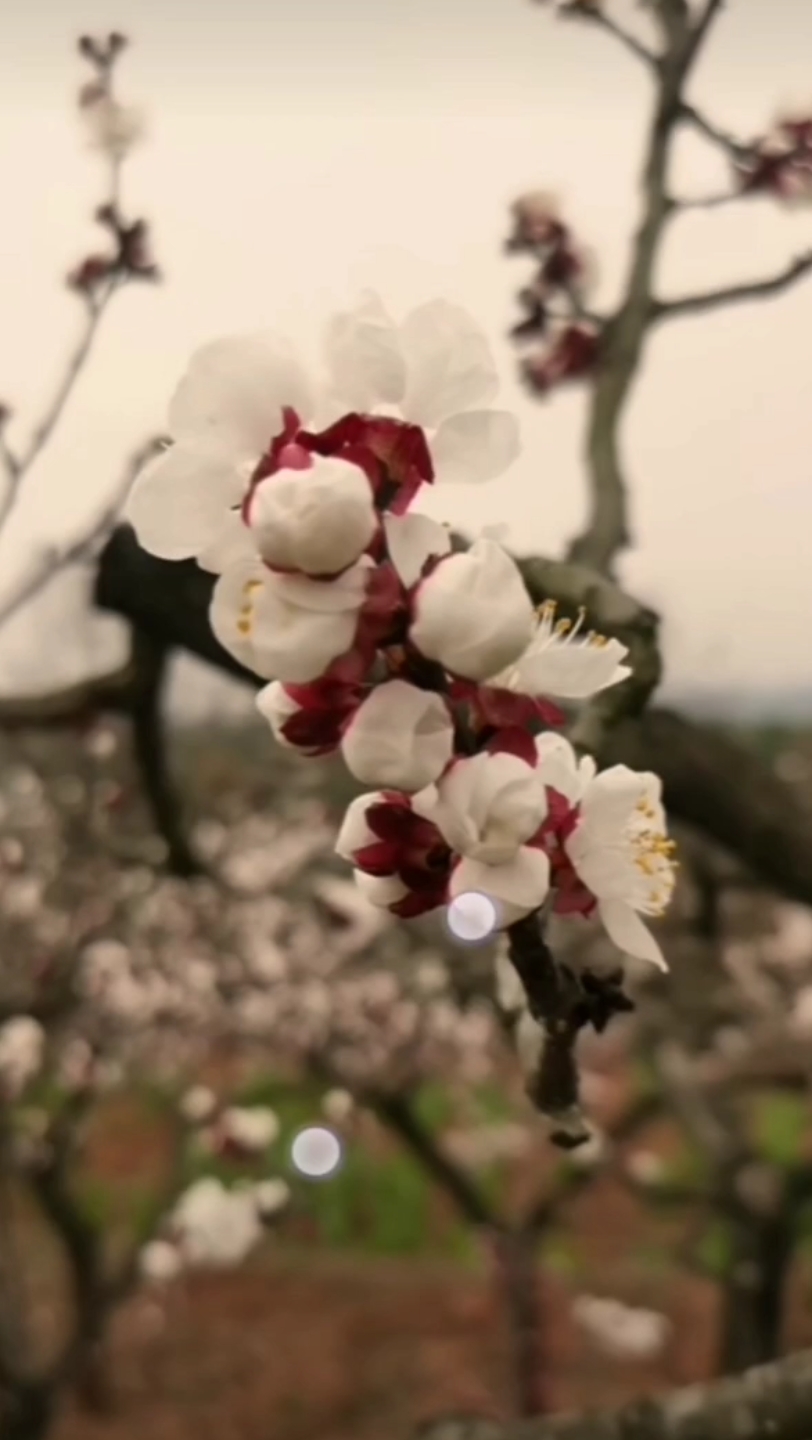 花开花落又一年哔哩哔哩bilibili