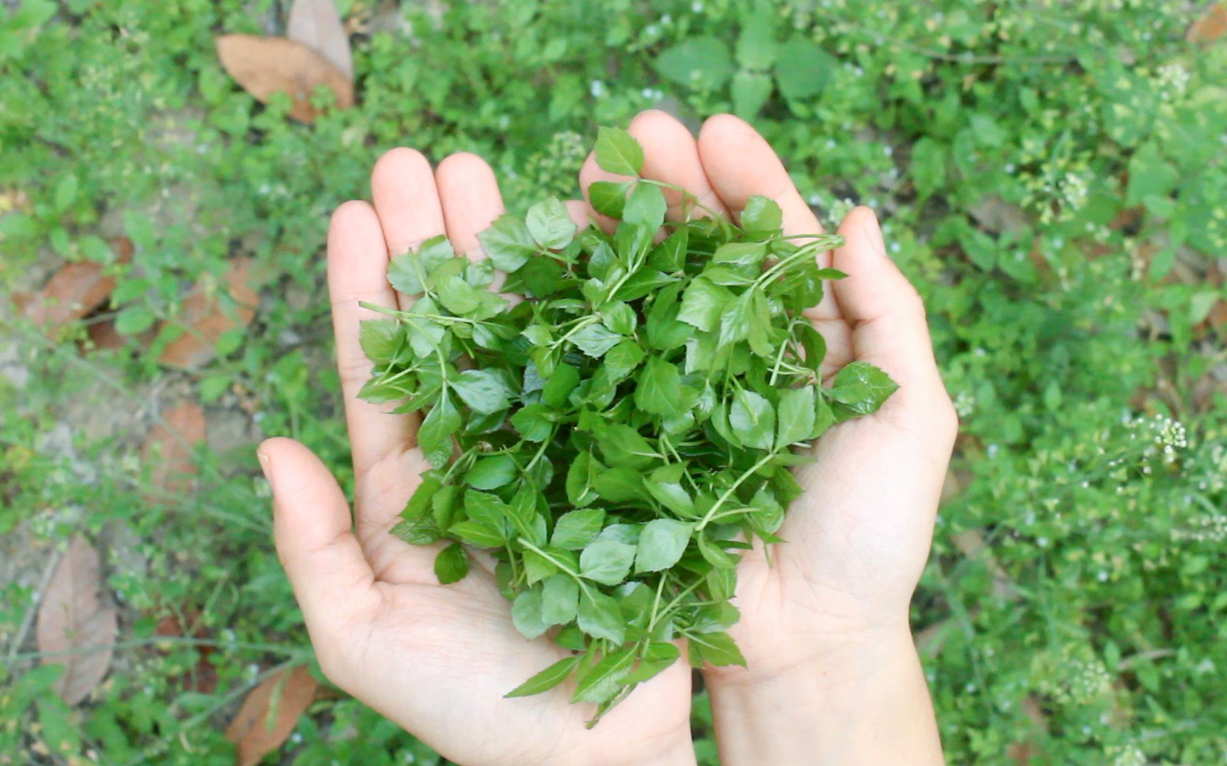 清明前摘一把野菜,煮一锅潮汕特色汤.苦中带甘,让人意犹未尽
