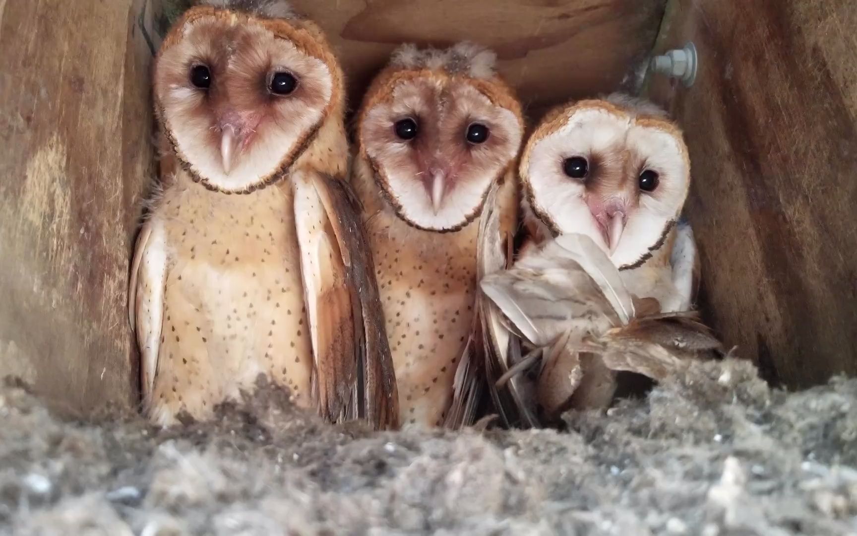 【猫头鹰】仓鸮的餐桌礼仪_哔哩哔哩_bilibili