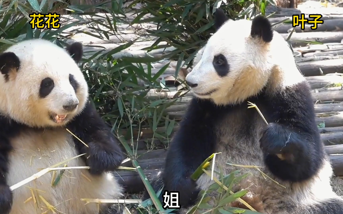 [图]金嘟嘟华盟盟姐妹俩分开了，迪迪担心跟姐姐也分开了。花花：有几个熊熊能像咱俩这样一直呆在幼儿园的？