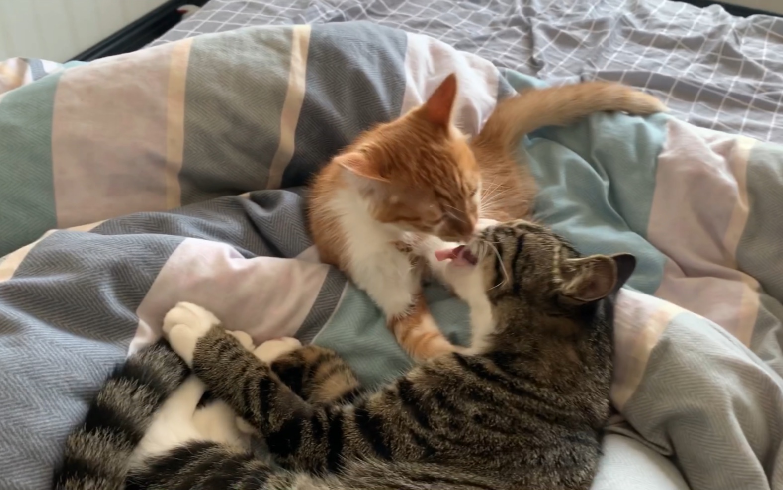 我才不会羡慕两只猫呢淦舌头都伸出来了