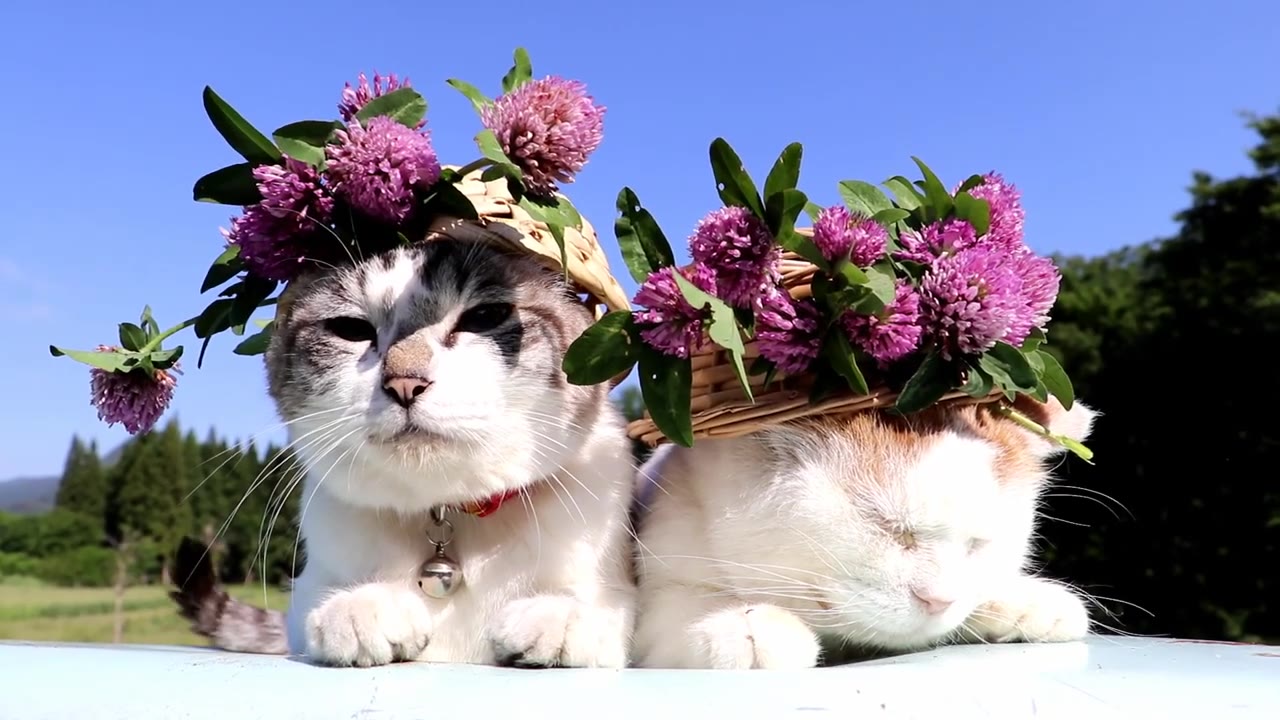 【猫叔】20190710 赤詰草帽子