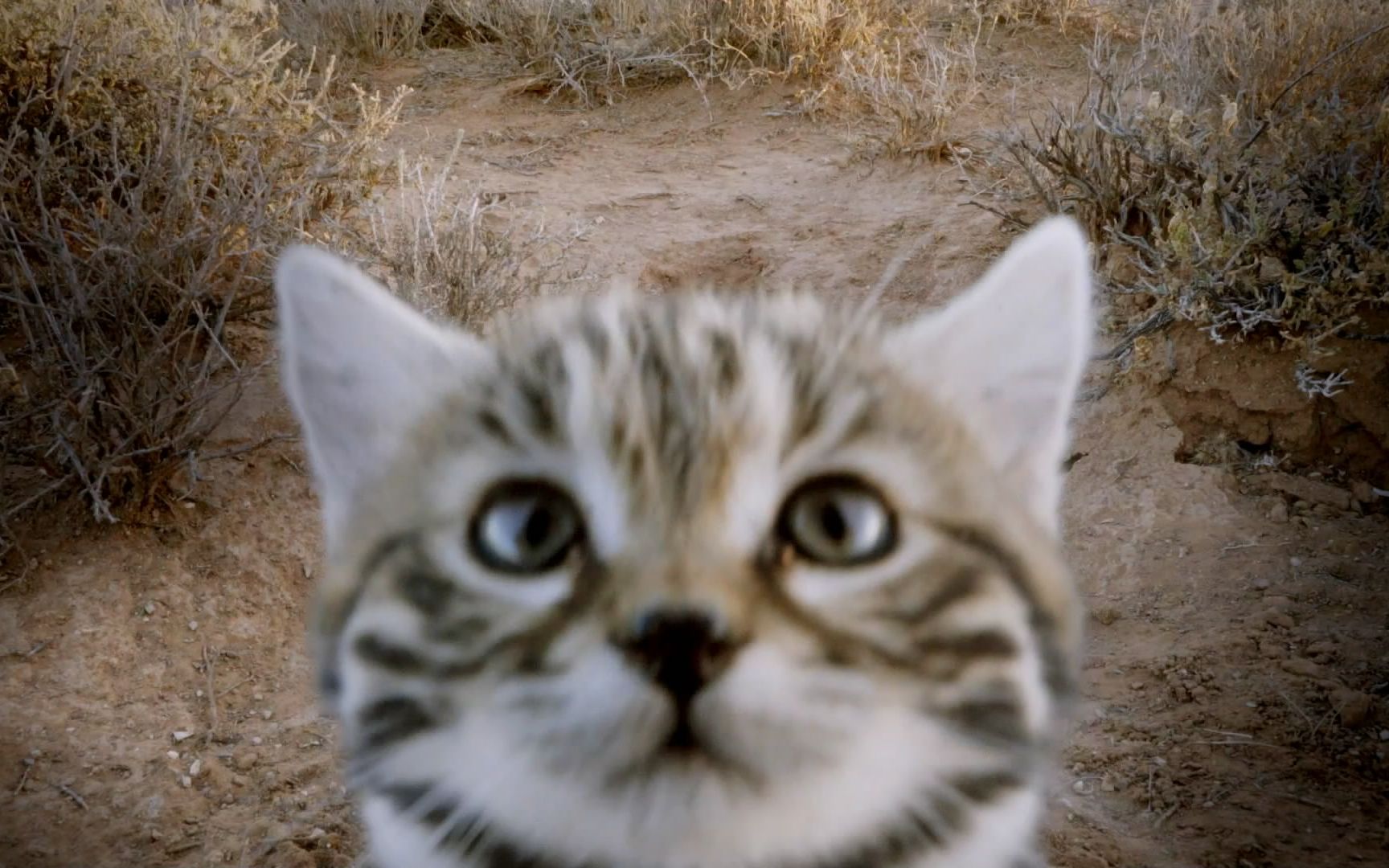 [图]【自制】史上最全猫片《镜头前的猫》