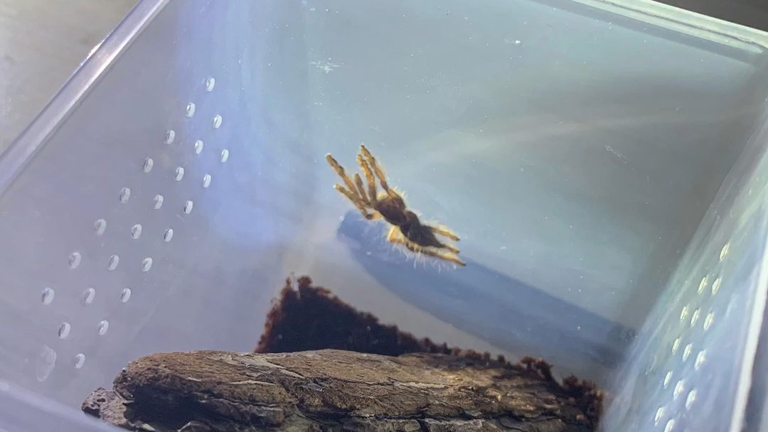 补羽毛脚小巴布照片