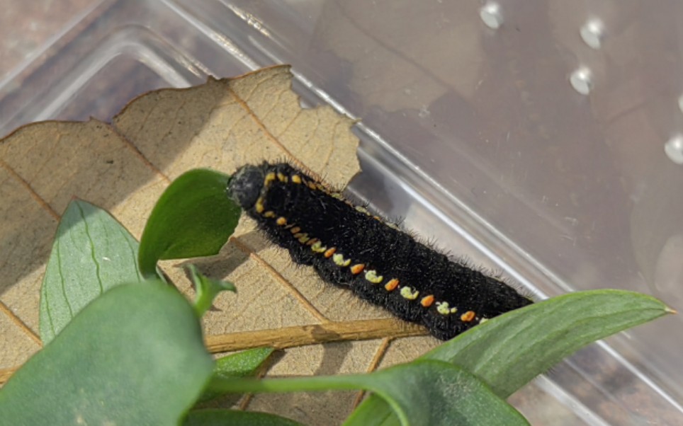 冰清绢蝶幼虫的进食