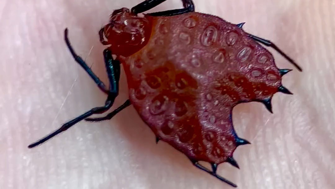 盾腹刺球蛛 micrathena clypeata