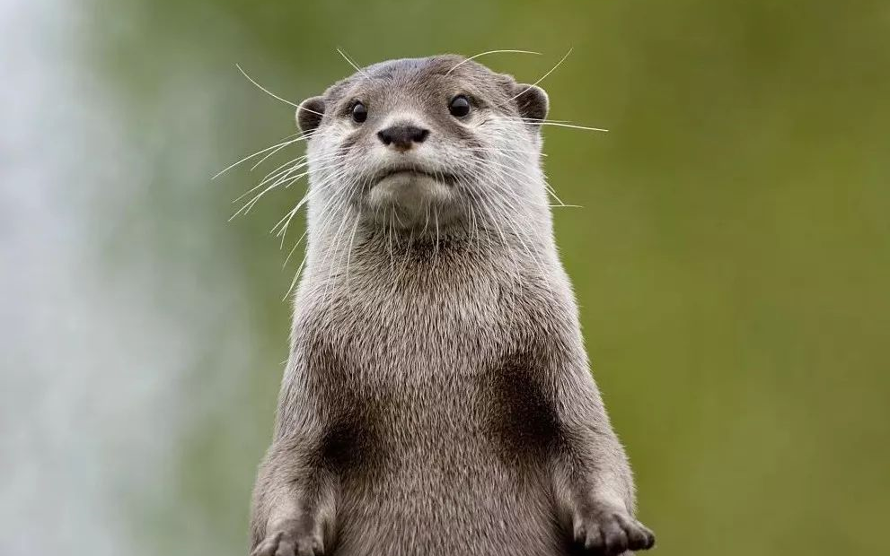 广州动物园小爪水獭行为流程