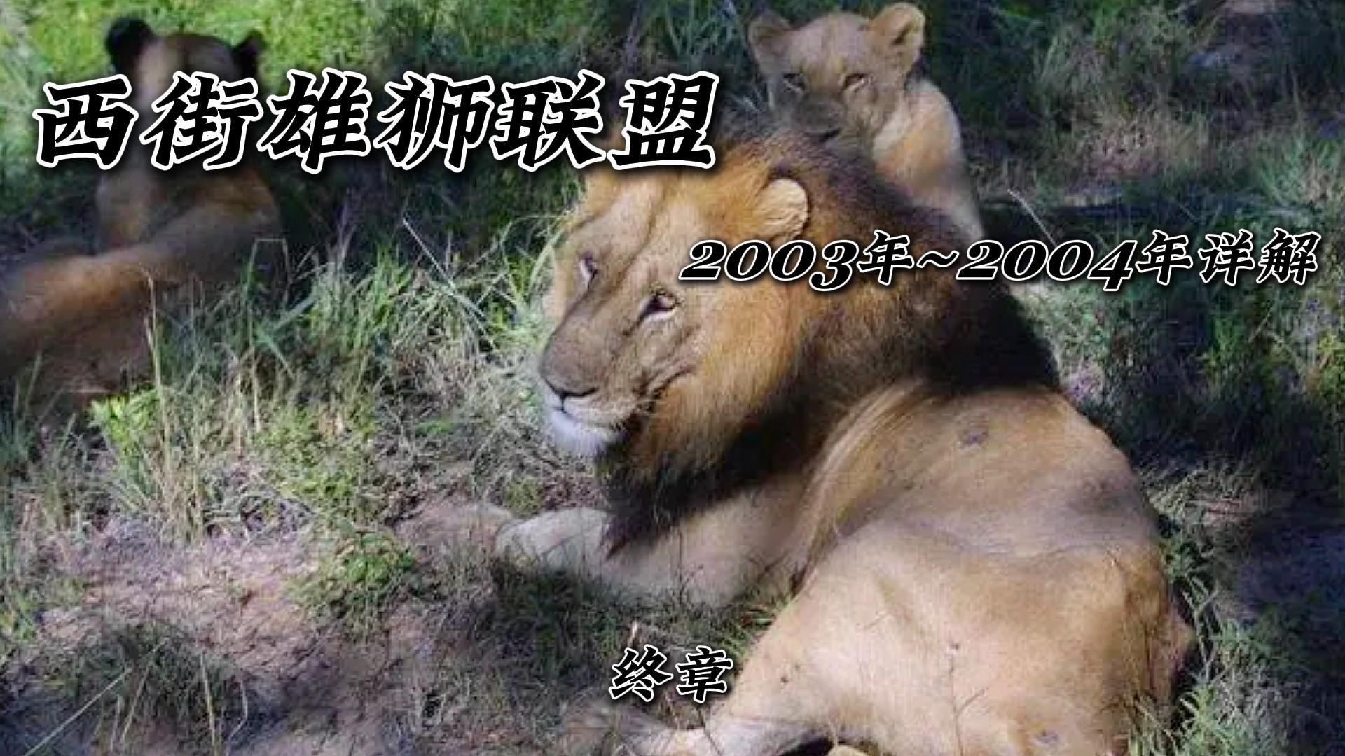 西街雄狮联盟2003年~2004年详解哔哩哔哩bilibili