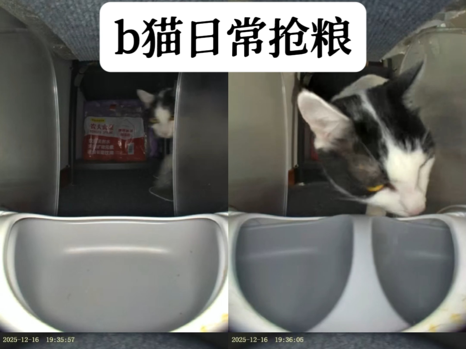 猫脸识别喂食器-薅羊毛的小b猫被夹了