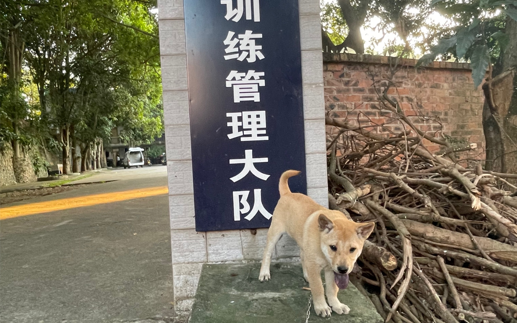 [图]中华田园犬的警犬之路