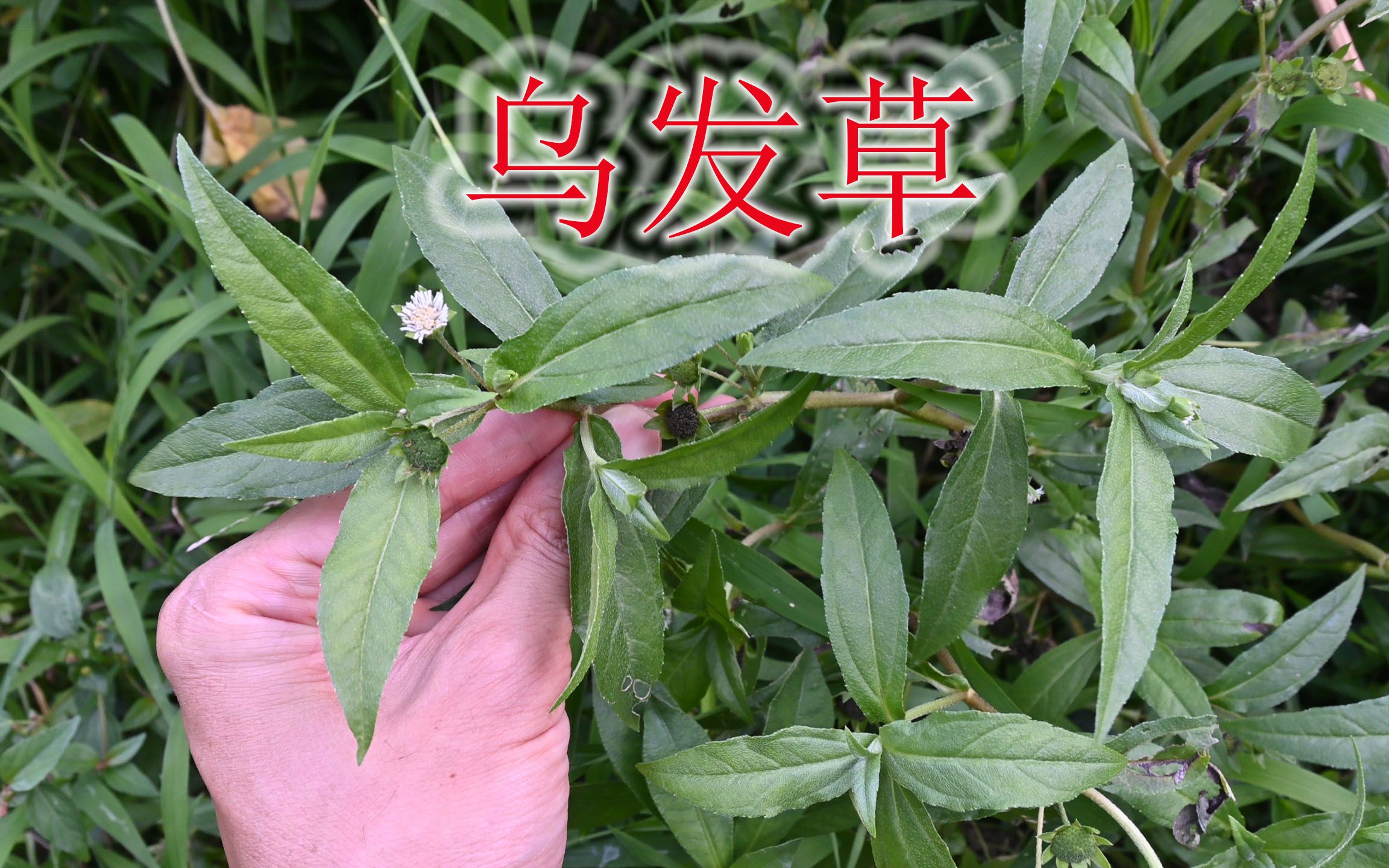 天然染发植物墨旱莲,别称乌发草,厉害用途了解吗?