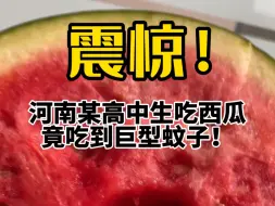 Video herunterladen: 这么大的蚊子，太吓人了！