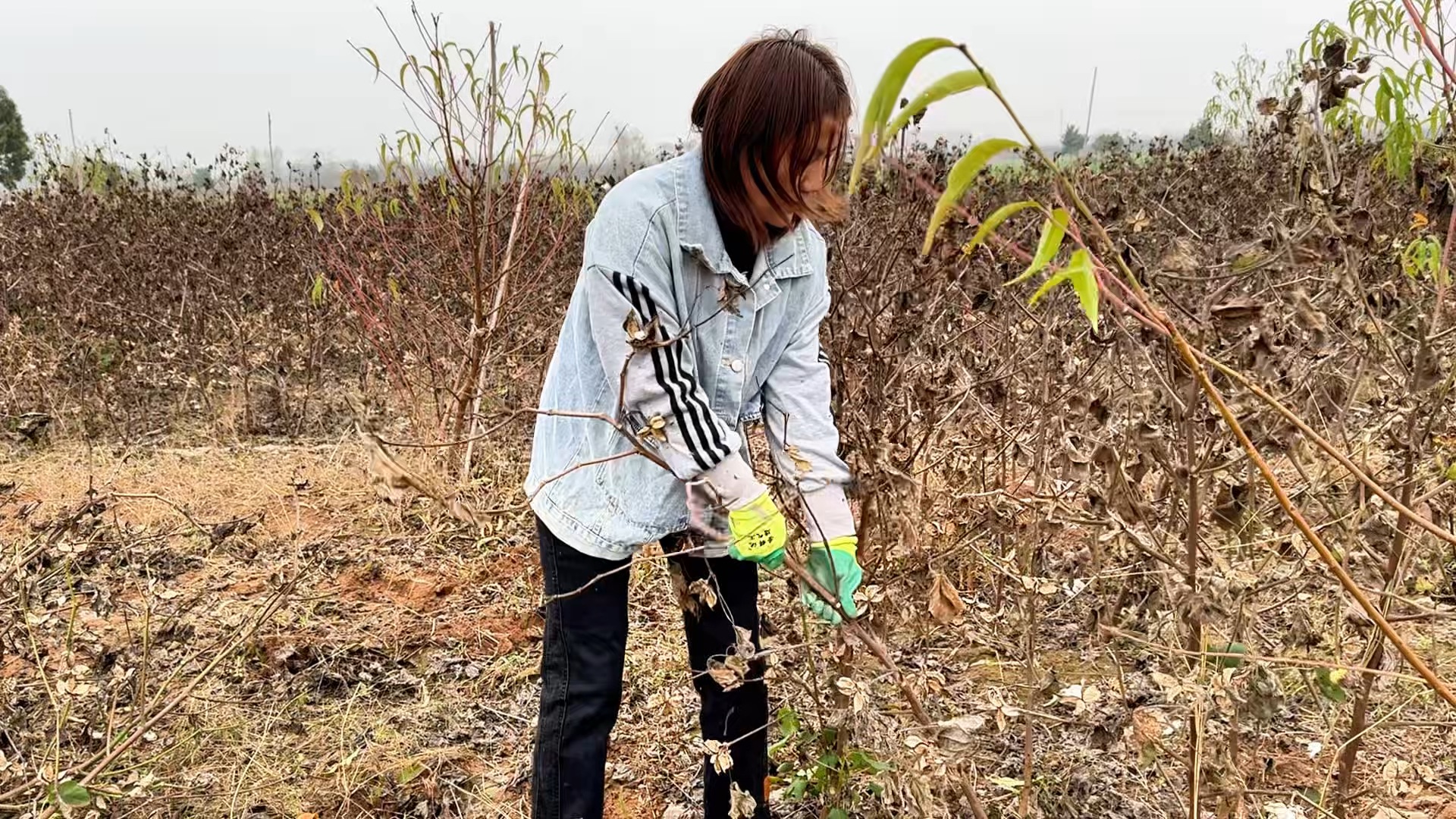 农民种植棉花,1亩地可以收入多少钱,一起来看看哔哩哔哩bilibili