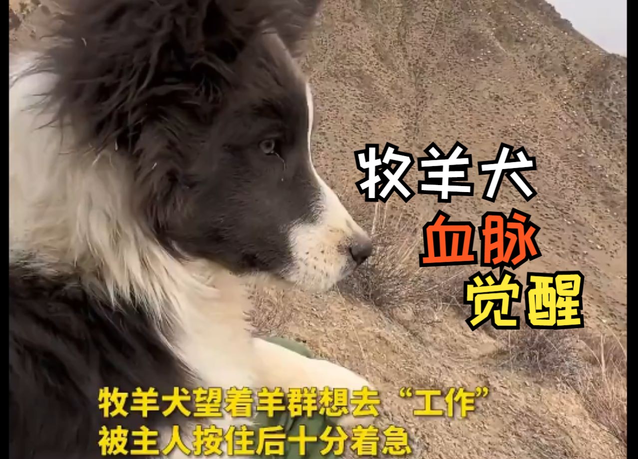 [图]“血脉觉醒的牧羊犬有多恐怖？！”